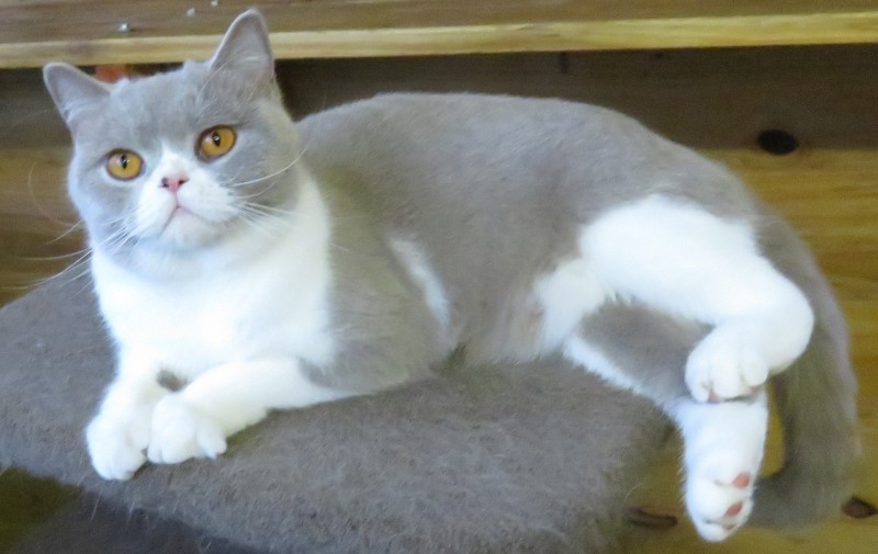 Ambritt british shorthair 2025